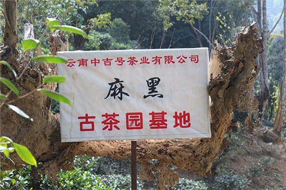 中吉号麻黑自有古茶园基地1