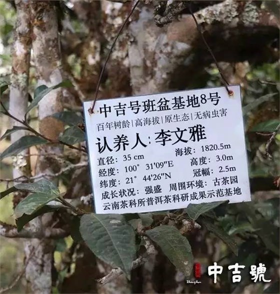 茶界新宠单株